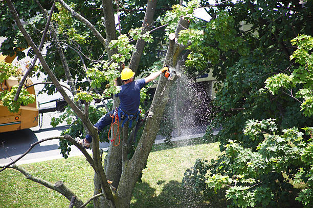 Best Fruit Tree Pruning  in Avon By The Sea, NJ